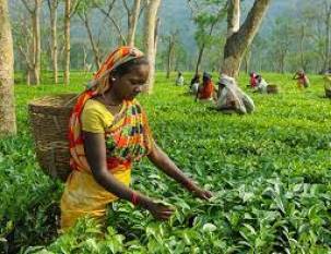 solidaridad-asia-handholds-small-tea-growers-of-india-to-get-an-even-playing-ground-in-the-global-market-english.jpeg