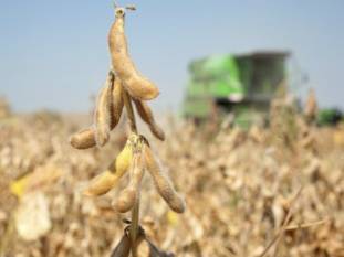 sopa-estimates-drop-in-soybean-crop-at-93-06-lakh-tones-during-oct-2019-ndash-sept-2020-english.jpeg
