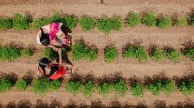 Stable fertilizer prices, organic push strengthen farmer support stable-fertilizer-prices-organic-push-strengthen-farmer-support-english.jpeg