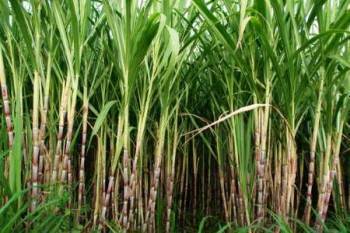 Sugarcane production rises; FRP hikes boost farmer income