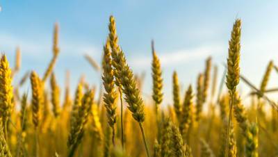 summer-crop-area-rises-3-to-86-lakh-hectares-in-india-english.jpeg