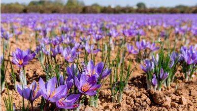 swedish-start-up-raises-euro-2-73m-to-scale-indoor-saffron-farming-english.jpeg