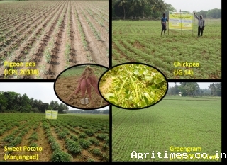targeting-rice-fallows-to-increase-productivity-and-profitability-of-farmers-in-odisha-english.jpeg