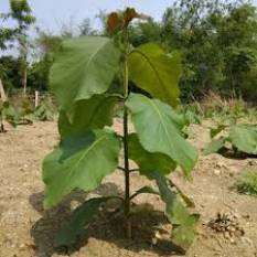 teakwood-a-golden-opportunity-growing-on-indian-farms-english.jpeg