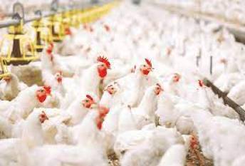 the-evolving-landscape-of-indias-poultry-market-a-glimpse-into-2030-english.jpeg