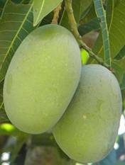 the-grafted-greatness-top-10-mango-trees-for-hyper-production-in-india-english.jpeg