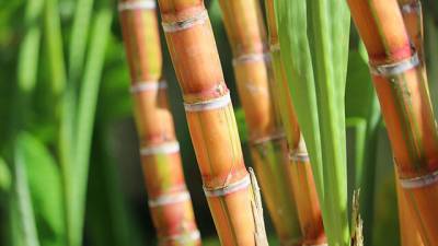 the-sweet-and-sour-tale-of-sugarcane-crop-in-india-english.jpeg