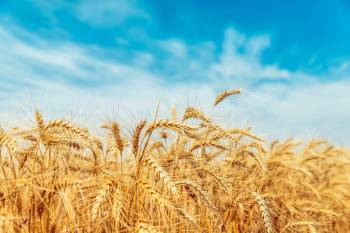 top-10-wheat-producing-states-in-india-english.jpeg