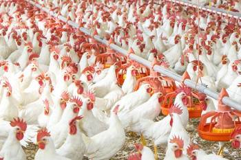 unilorin-secure-usd-1-44m-from-cbn-to-set-up-poultry-farm-english.jpeg