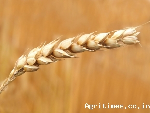 usda-forecast-105-mt-wheat-harvest-during-2020-21-english.jpeg