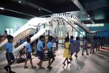 whale-skeleton-marine-mammal-songs-headline-cmfris-open-house-exhibition-in-kochi-english.jpeg