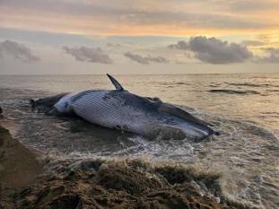whale-strandings-surge-ten-fold-on-southwest-coast-finds-cmfri-study-english.jpeg