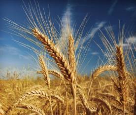 wheat-varieties-boosting-indian-agriculture-english.jpeg