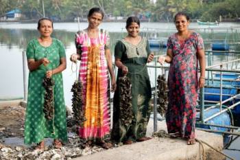women-farmers-reap-bumper-harvest-of-green-mussels-english.jpeg