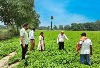 wrmss-crop-advisory-service-to-mentha-crop-farmers-in-uttar-pradesh-showed-significant-positive-outcomes-english.jpeg